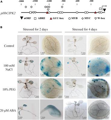 A Novel Transcriptional Regulator HbERF6 Regulates the HbCIPK2-Coordinated Pathway Conferring Salt Tolerance in Halophytic Hordeum brevisubulatum